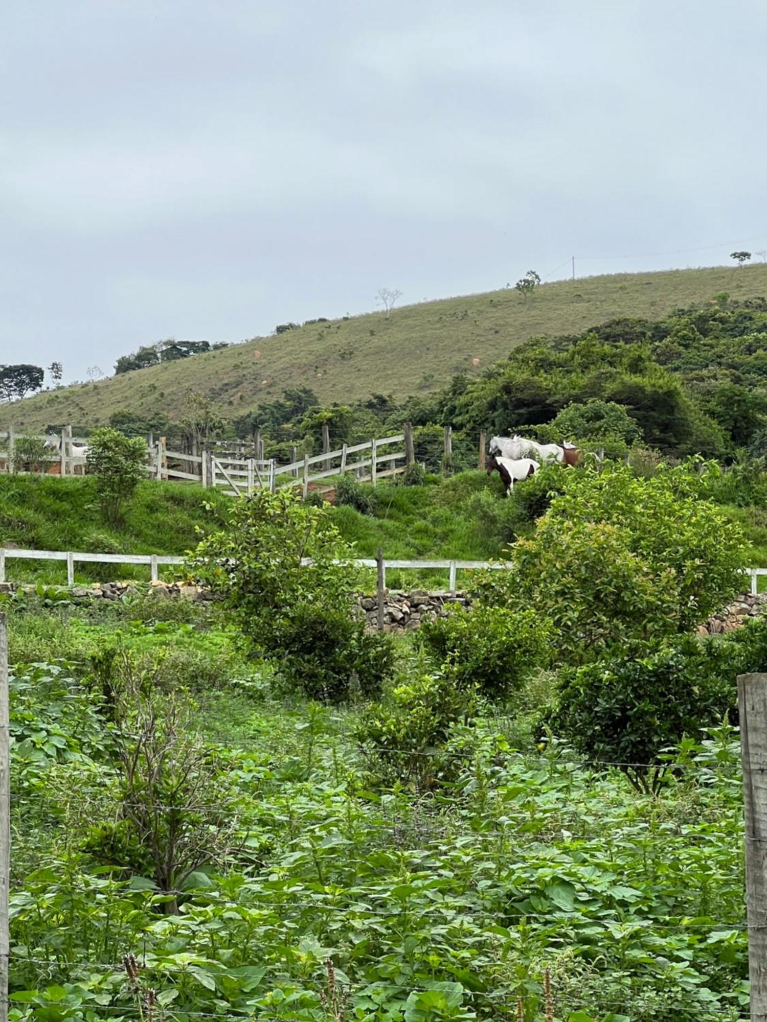 Fazenda Do Engenho Hotell Santa Rita do Rio Abaixo Exteriör bild